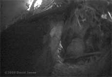 A very poor image of a pair of Swifts roosting  in the upper Swift box tonight