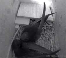 The pair of Swifts roosting  in Starling box R tonight