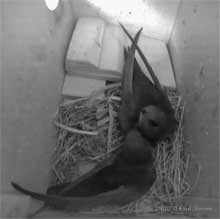 Swifts engaged in courtship preening