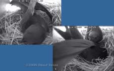 Swift pair shuffle about in a nest box