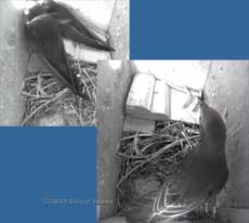 Swifts - A juvenile Starling visits this morning