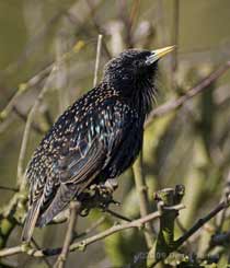 Starling male displays and sings