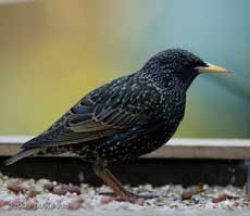 Starling female on bird table