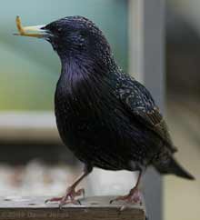 Starling male on bird table