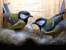 Great Tit family - the adults (male on the right) and one of their chicks