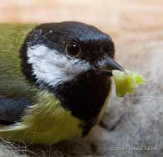 Great Tit female with green caterpillar