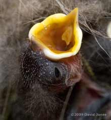 A great Tit chick's gape and eye after 7-8 days