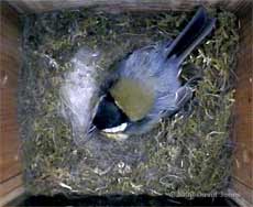 Great Tit female roosts tonight