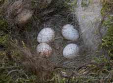 Two more eggs laid last night