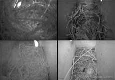 cctv quad image showing nest building in Swift box