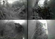cctv quad image showing male House Sparrow in lower Swift box