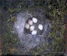 Great Tits - The second broods gets its fifth egg - view from cctv camera