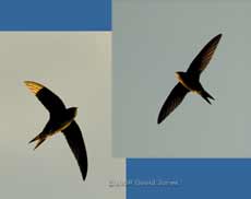 Swifts in the evening sunshine