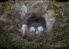 The Great Tit nest this evening