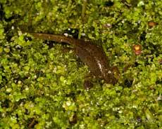 Smooth Newt hunting on duckweed canopy, 8 April