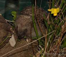 First Hedgehog seen here since Spring 2009, 8 April