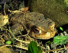 First Toad seen here since 2006, 8 April