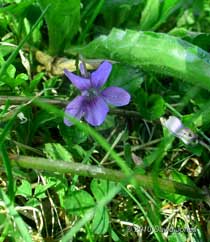 One of the first Violets in flower this Spring, 8 April