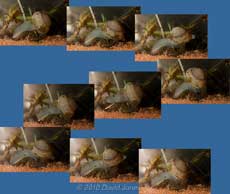 Sequence showing freshwater cockle moving across sand, 9 April