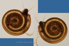  Freshwater snail  (Planorbis spp.), 9 April