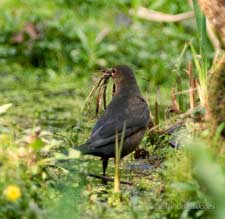 Female Blackbird gathers materials for another nest, 10 April