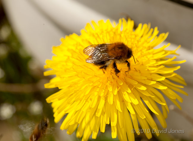 Bumblebee on Dandelion, 10 April
