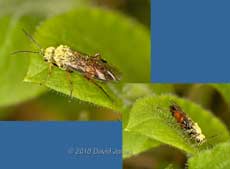 Sawfly(?) on Red Campion leaf, 10 April