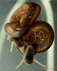 Small Ramshorn snails mating - 2, 10 April