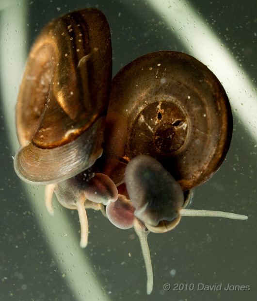 Small Ramshorn snails mating - 1, 10 April - a