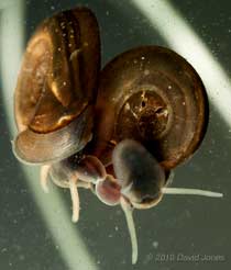 Small Ramshorn snails mating - 1, 10 April