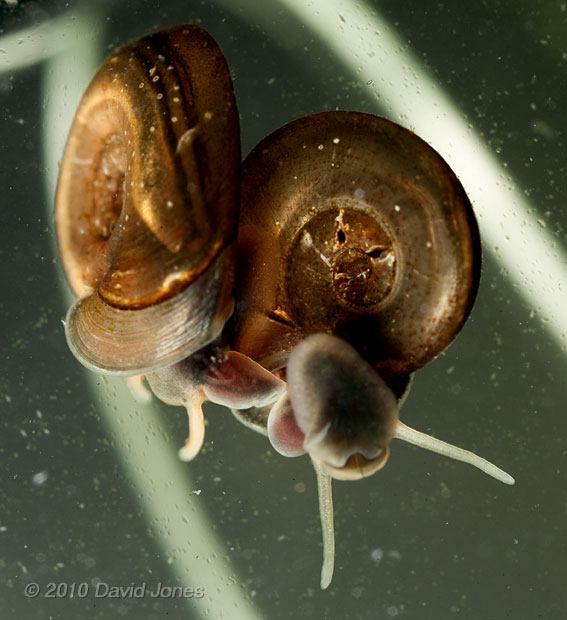 Small Ramshorn snails mating - 1, 10 April - b