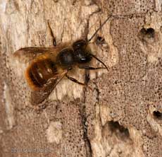 Solitary Bee (Osmia rufa) at bee hotel, 10 April