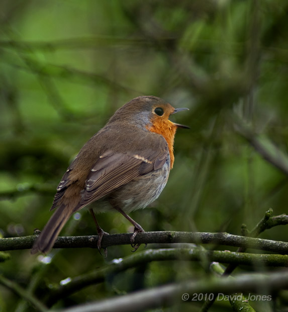 Male Robin Sings from the lower branches of the Hawthorn, 12 April