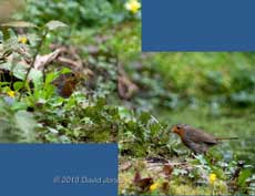 Female Robin collects moss for a new nest, 13 April