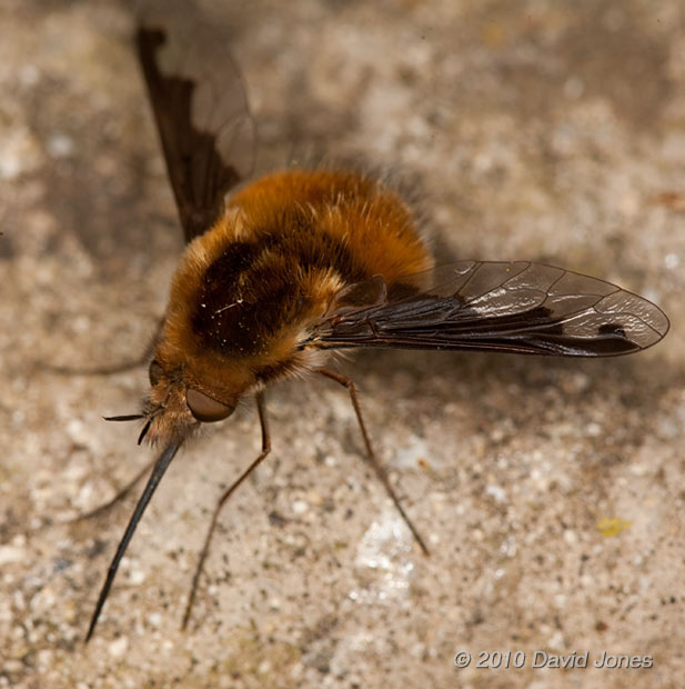 A Bee-fly sunbathes, 13 April