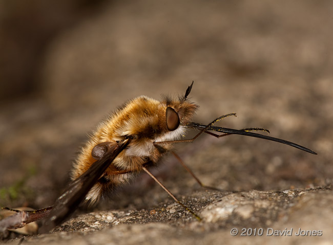  A Bee-fly cleans its proboscis, 13 April