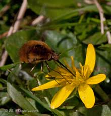 A Bee-fly feeds at a Lesser Celandine - 1, 13 April