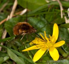 A Bee-fly feeds at a Lesser Celandine - 2, 13 April