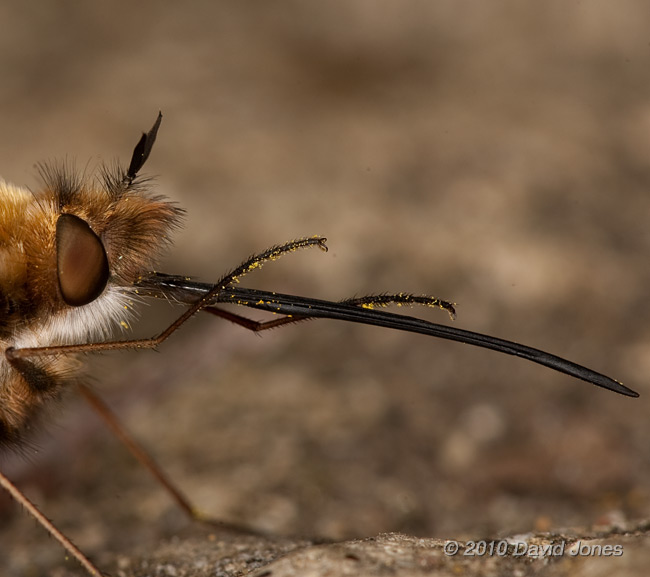  A Bee-fly cleans its proboscis, 13 April - cropped image