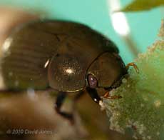 Water beetle (poss. Hydobius fuscipes), 14 April