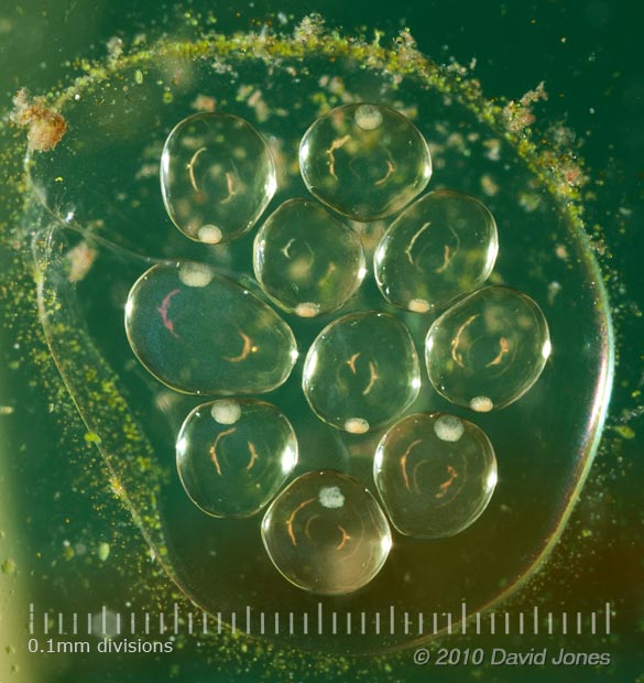 snail eggs in tank