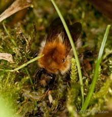 Common Carder Bumblebee prepares to cut moss fronds, 19 April
