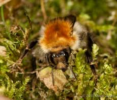 Common Carder Bumblebee cuts moss fronds, 19 April