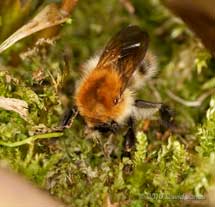 Common Carder Bumblebee bundles cut moss fronds behind her, 19 April