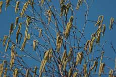 Male catkins on the Himalayan Birch, 23 April