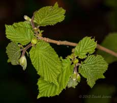 Young leaves on a young Hazel, 23 April
