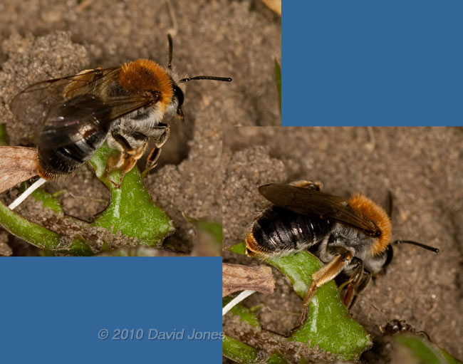 Mining Bee (Andrena haemorrhoa), 24 April