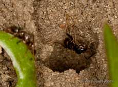 Ants take over Mining Bee burrow, 24 April