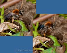 Mining Bee (Andrena haemorrhoa) chased off by ants, 24 April