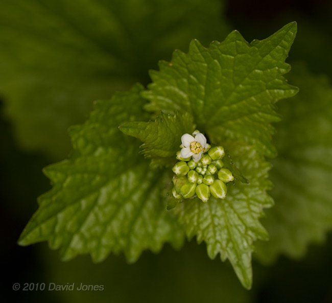 The first Garlic Mustard comes into flower, 30 April